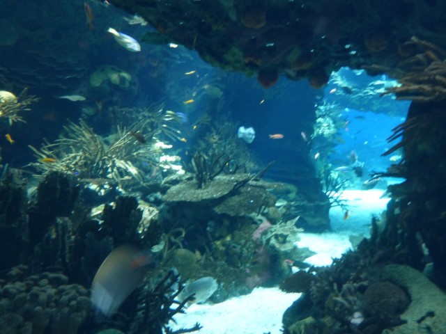 Musee océanographique de Lisbonne