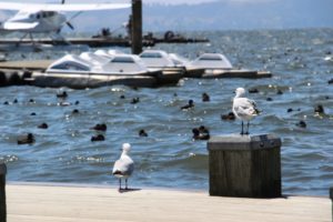 rotuora lac