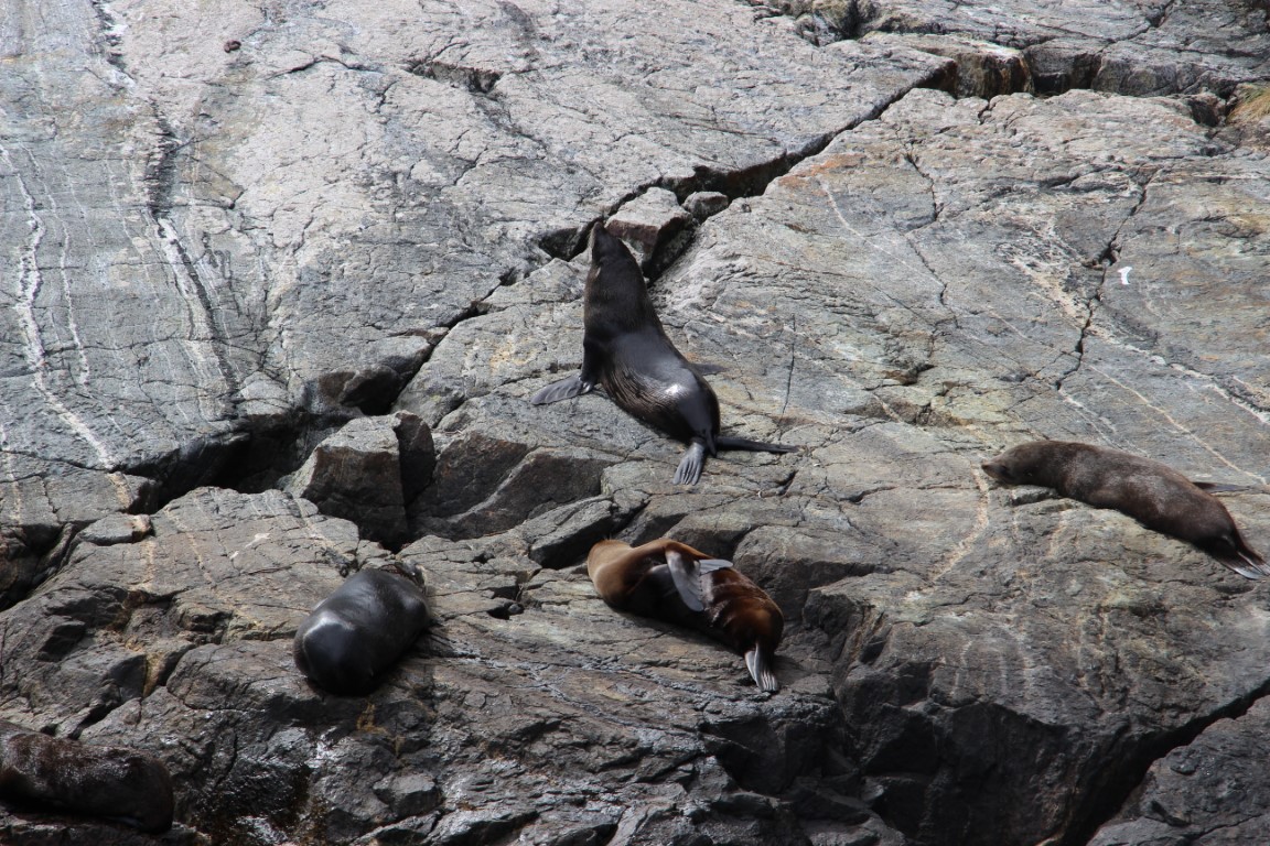 Milford Sound otaries