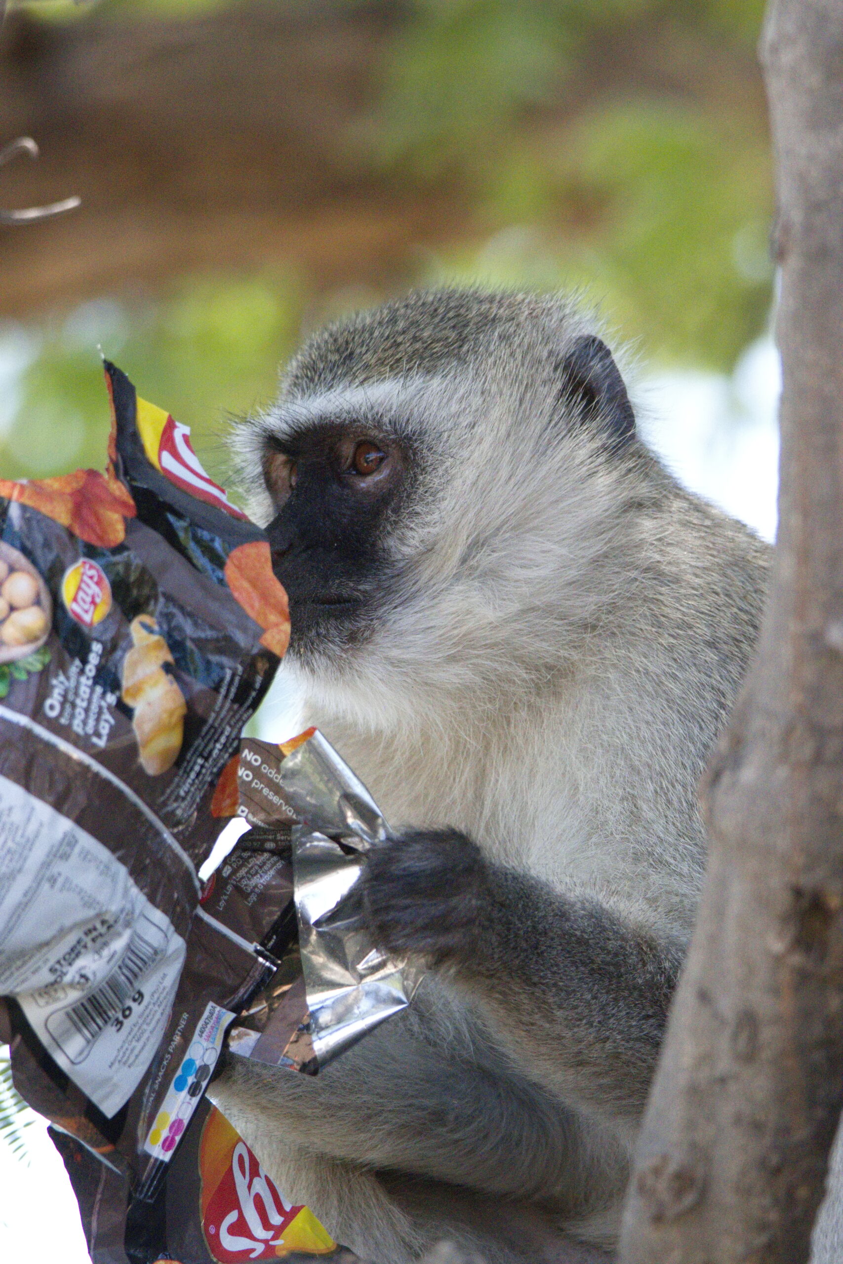 babouins farceurs à CHOBE Botswana